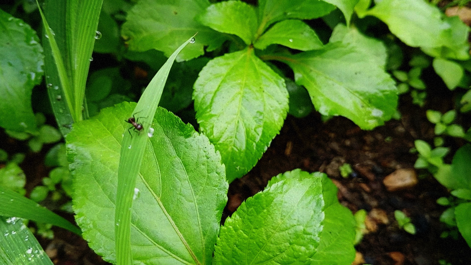 Fourmi sur une plante